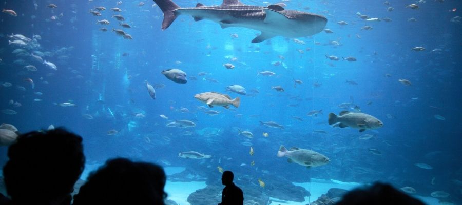 Activated carbon for aquariums