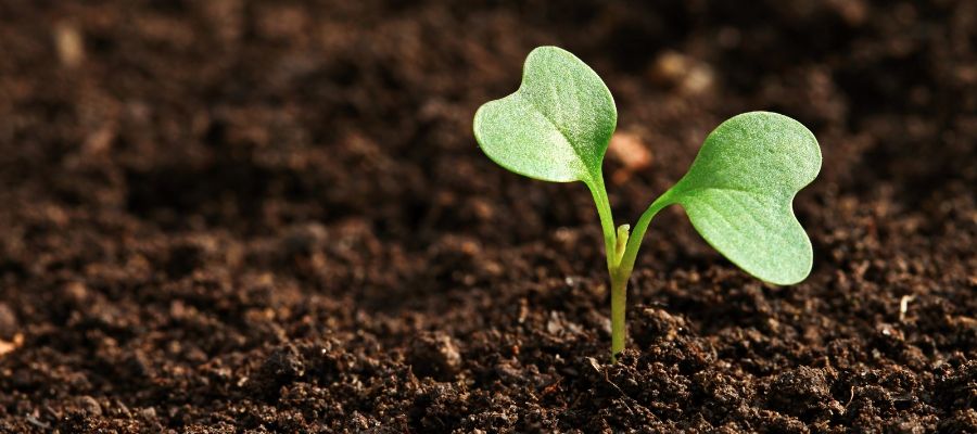 Removal of pesticides and herbicides from agricultural soils using acid-washed activated carbon